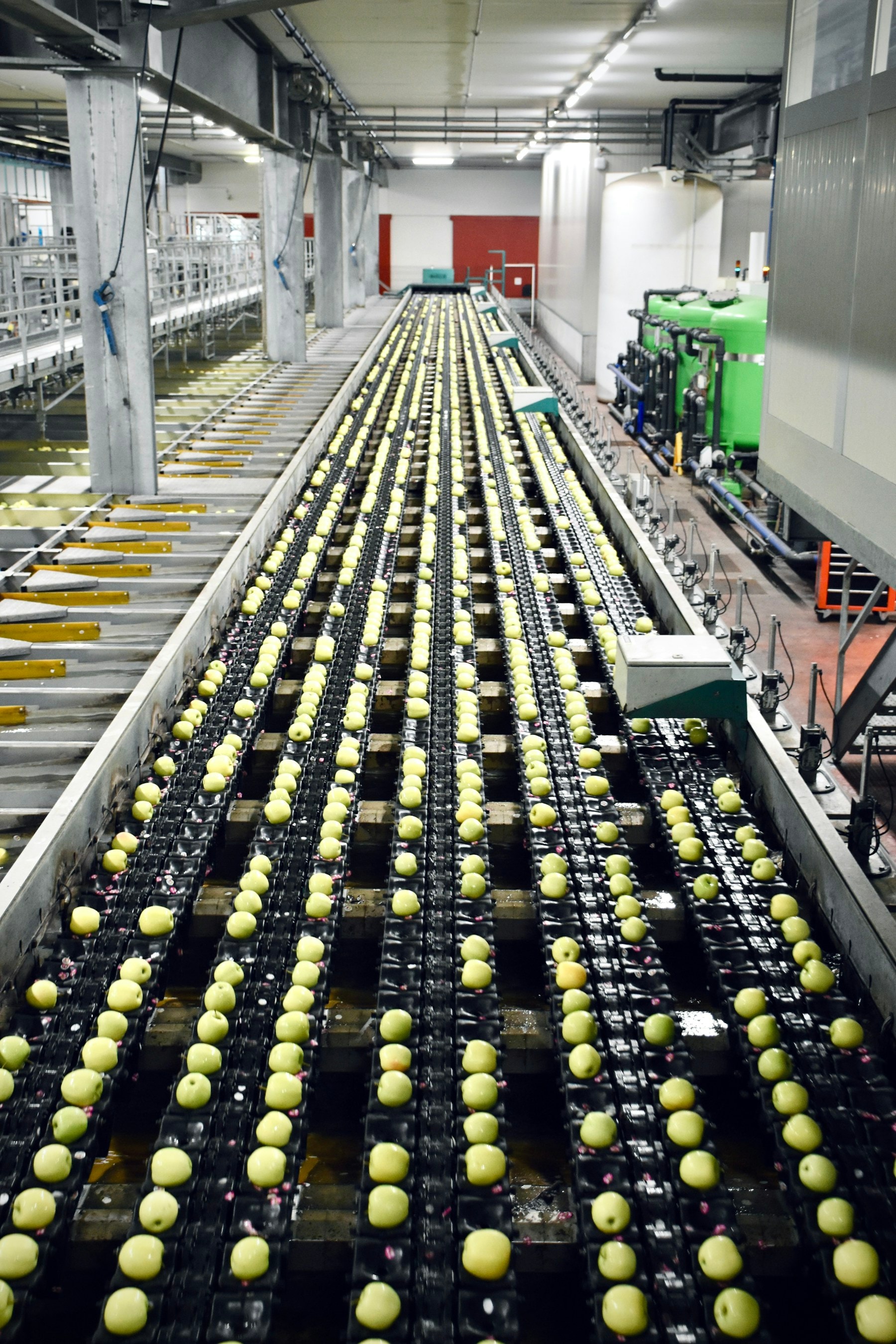 Une ligne de tri automatisée chargée de fruits dans une usine agroalimentaire